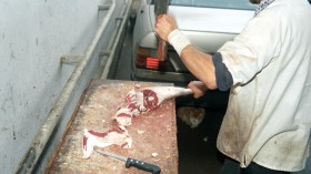 تقطيع لحوم الأضاحي في اليوم الأول لتفادي فسادها وتعفنها