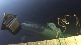 محتجون أمريكيون يحطمون تمثال المستكشف كولمبوس