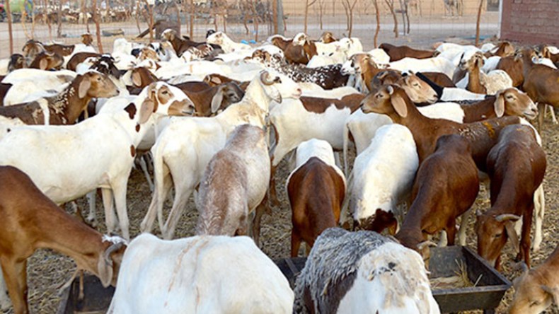 ارتفاع جنوني في أسعار الأضاحي بتمنراست