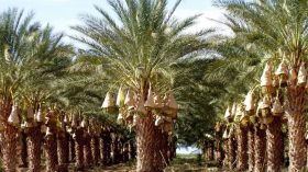 انشاء نادي فلاحي بعين صالح لإقتحام الآفق الواعدة للقطاع