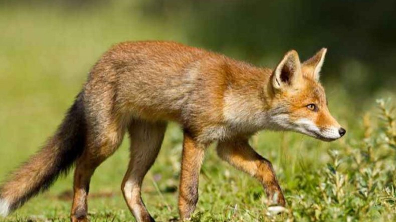 ثعالب مسعورة تهاجم السكان بقرى بوزقان بتيزي وزو