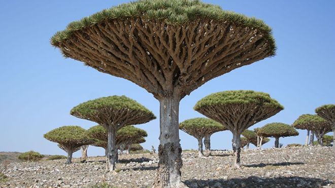 قوى سياسية يمنية تطالب بانسحاب الإمارات من سقطرى