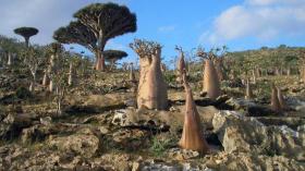 الانفصاليون الجنوبيون يسيطرون على جزيرة سقطرى