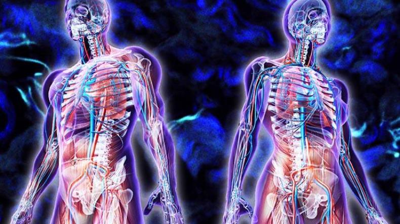 اكتشاف عضو جديد في جسم الإنسان.. تعرفي على وظيفته!