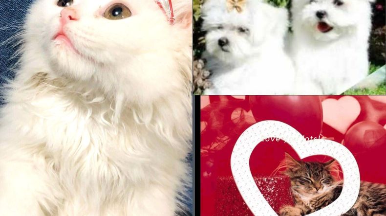 قطة وكانيش ضمن جهاز العروس!