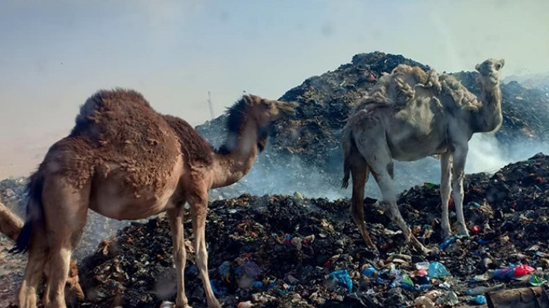 المفرغة العمومية بحاسي مسعود تفتك بالثروة الحيوانية والسلطات تتفرج