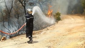 900 حريق يلتكهم غابات الجزائر وأراضي الفلاحين!س164-7410