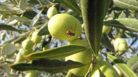 حشرة الزيتون تكبّد فلاحي البويرة خسائر فادحة