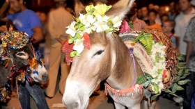 هكذا كانت الحمير والأحصنة تقود موكب الأعراس بالبويرة