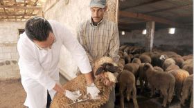 حملة تلقيح 300 ألف رأس من الأغنام والأبقار بغرداية