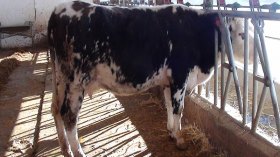 تسجيل 89 رأس ماشية مصابة بداء البريسيلوز بالبويرة