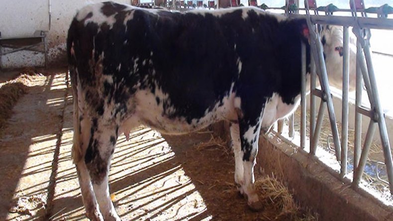 تسجيل 89 رأس ماشية مصابة بداء البريسيلوز بالبويرة