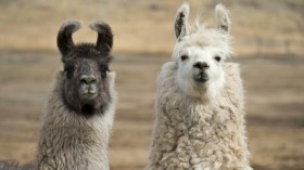 حيوان اللاما قد يُمكن العلماء من هزيمة كورونا