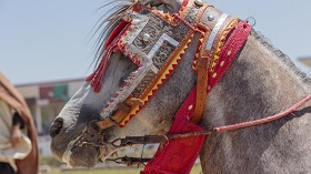 تنظيم أول رحلة سياحية على صهوات الخيول بالواد