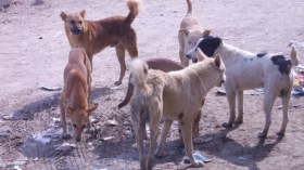 رعب إثر اكتشاف حالتين لداء الكلب ببومرداس