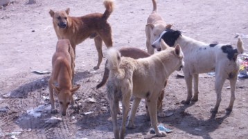 تفضيل الكلاب على كثير ممّن لبس الثياب