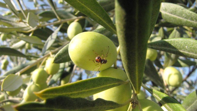 “داكوس أوليا”.. ذبابة طفيلية أرهقت الفلاحين ببجاية