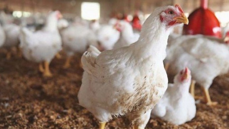 روسيا تمنع استيراد الدواجن والبيض من الجزائر لهذا السبب