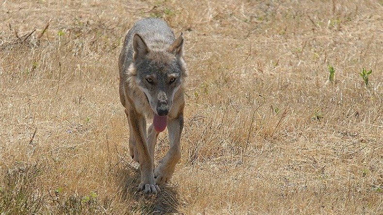 ذئب يهاجم ثلاثة أطفال في منتزه بباتنة