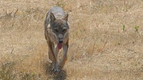 ذئب يحاول خطف طفل بالبويرة