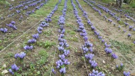 زراعة “الذهب الأحمر” تنعش قرى فقيرة ومنسية في أعماق الجزائر