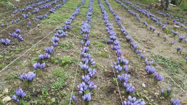 زراعة “الذهب الأحمر” تنعش قرى فقيرة ومنسية في أعماق الجزائر