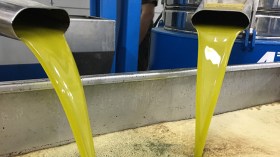 توقع إنتاج 7.7 مليون لتر من زيت الزيتون بالبويرة