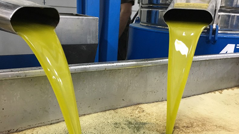 توقع إنتاج 7.7 مليون لتر من زيت الزيتون بالبويرة