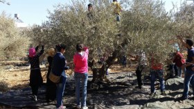 أطفال يغزون حقول الزيتون لدفع تكاليف الدروس الخصوصية