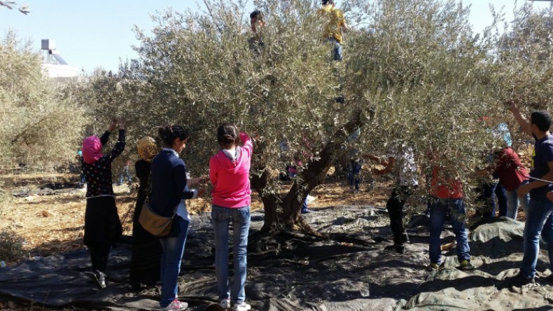 أطفال يغزون حقول الزيتون لدفع تكاليف الدروس الخصوصية