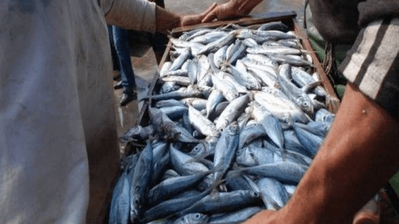 أسعار السردين تلامس 1000 دج بسبب الاضطرابات الجوية