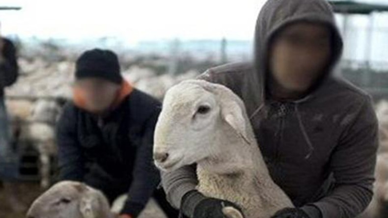 مواطنون يقبضون على عصابة سرقة المواشي في عين الحجر بالبويرة