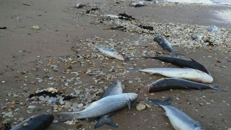 منع الصيد بسد مجاز بقر بعد نفوق كميات معتبرة من سمك “الشبوط” بقالمة