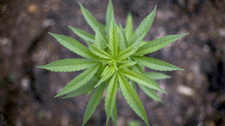 اكتشاف شجرة قنب هندي في حديقة عمومية وسط باتنة