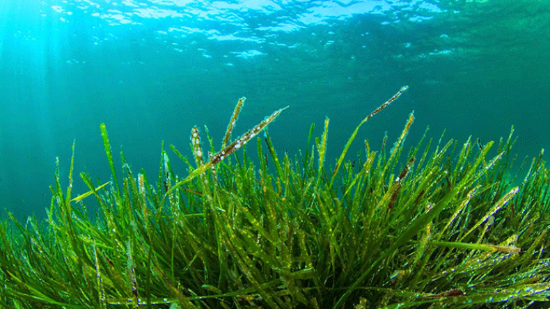 مساع لتوسيع استزراع طحالب “سبيرولينا” بولايات الجنوب