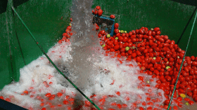 مصنع الطماطم يدخل حيز الخدمة بـ 400 علبة في الدقيقة بأدرار