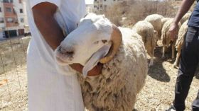 هاجس كورونا وأزمة الماء يخيّمان على عيد الأضحى