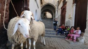 متى نحتفل بعيد الأضحى؟