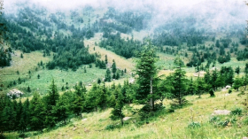 17 جمعية تطالب بالتحقيق في تجاوزات بقطاع الغابات