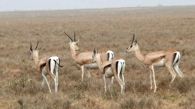 محطة تكاثر غزال الصحراء بالمنيعة تشهد حالة إهمال منذ أزيد من 10 سنوات