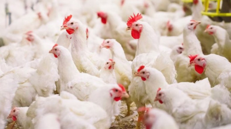 انتشار تربية الدواجن والمواشي داخل المحيط العمراني بغليزان