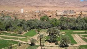 توسع في المساحة الفلاحية المفيدة بولاية غرداية