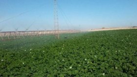 عدة عمليات تحفيزية في محيطات الامتياز الفلاحي بورقلة