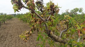 12 ألف هكتار من الأشجار المثمرة مهددة بالزوال في المسيلة