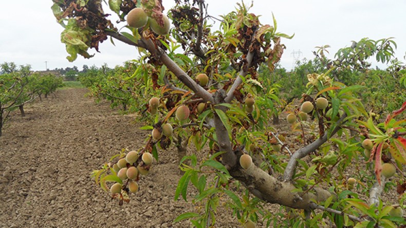 12 ألف هكتار من الأشجار المثمرة مهددة بالزوال في المسيلة