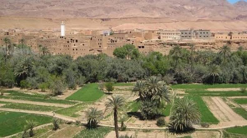 50 ألف “هكتار مسقية” رهان تطوير البترول الأخضر بغرداية