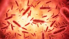 ماذا نعرف عن فيروس بونيا الذي ظهر في الصين؟