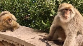 القردة تغزو بعض البلديات وتثير قلق المواطنين والمسؤولين بسكيكدة