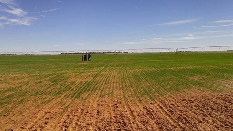 جرد 4 ملايين هكتار لتحديد الأراضي الفلاحية “البور” وتحويلها إلى مصانع!