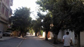 السكان يستنكرون الغرس العشوائي لأشجار “الكاليتوس” بالممر العام